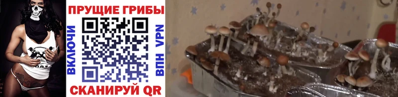 Псилоцибиновые грибы прущие грибы  ОМГ ОМГ ссылка  Углегорск 